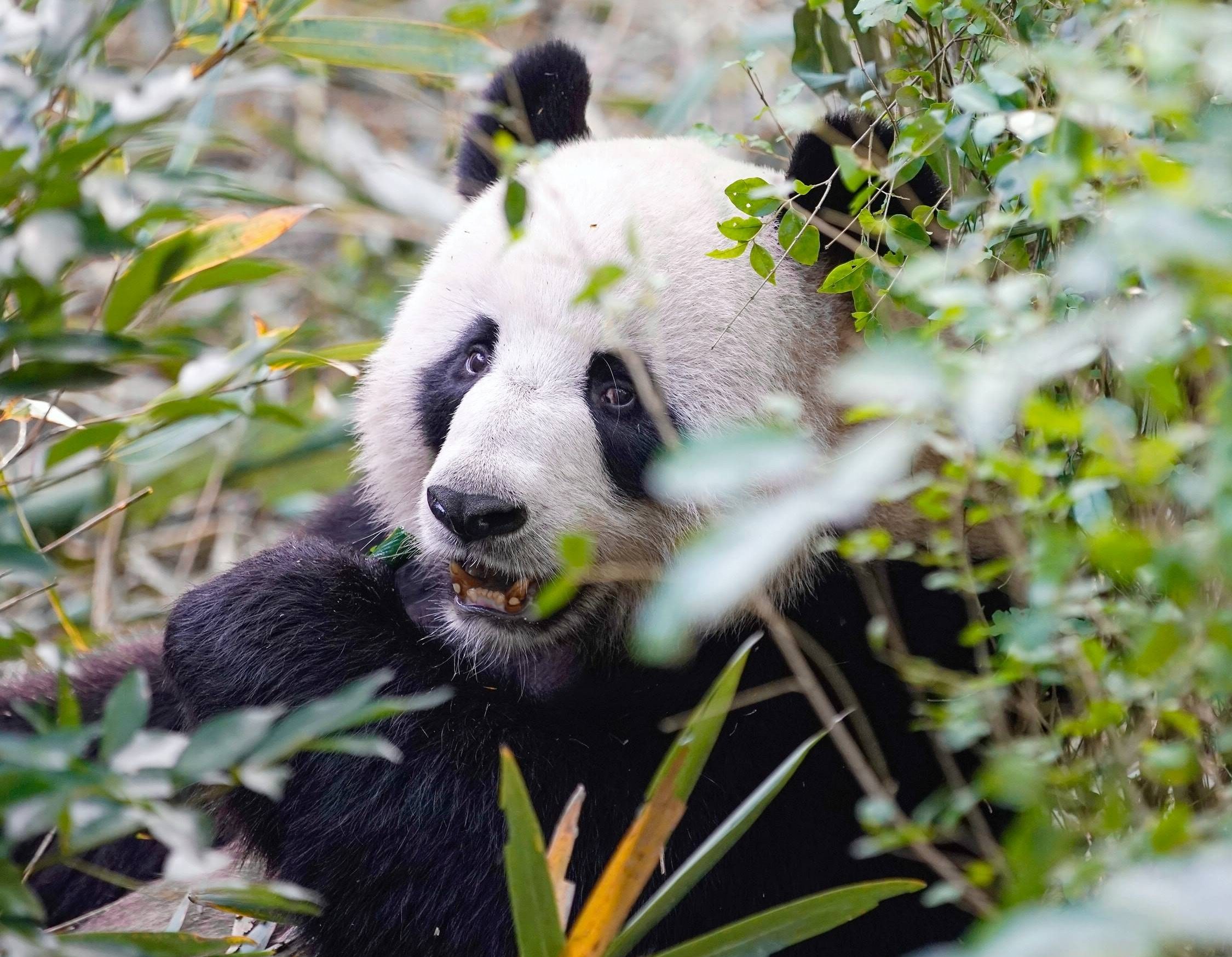 Pandas_in_Chengdu