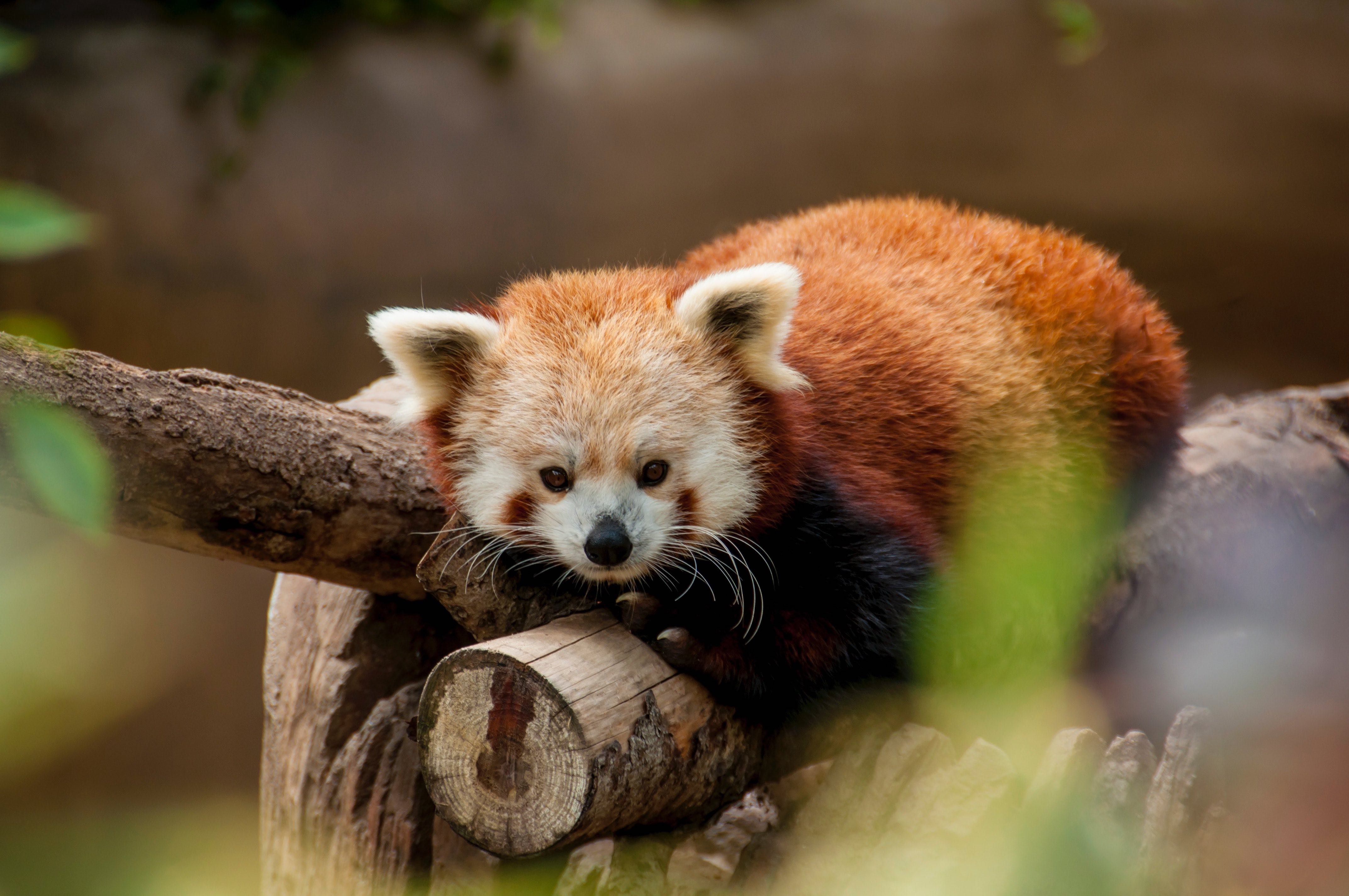 Red pandas in Chengdu 01