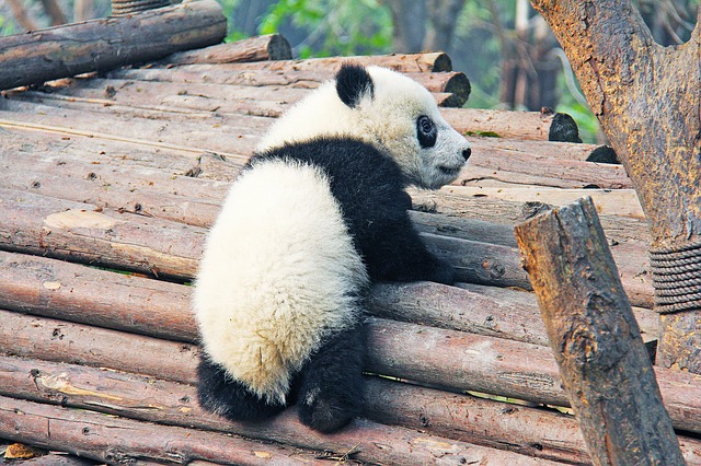 Chengdu Pandas