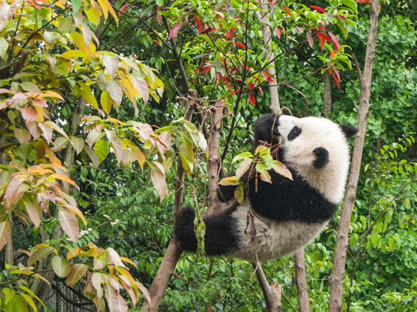 Panda's in Chengdu